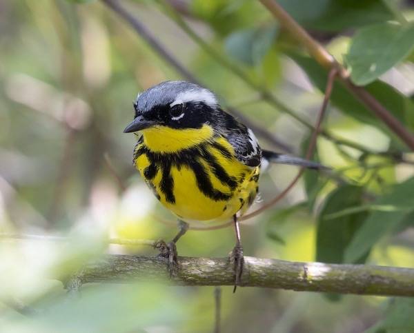 Magnolia warbler by Doug Greenberg is licensed under CC BY-NC 2.0